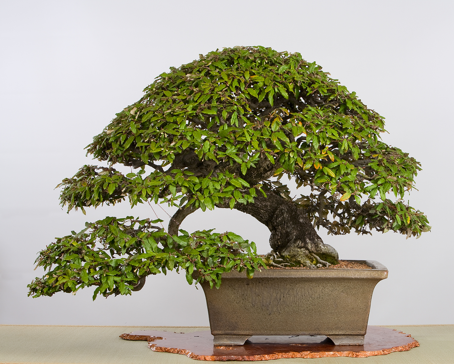 Japanese Collection — National Bonsai Foundation